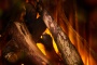 New Forest 870 with Deluxe Real logs - 870 мм. Фото 2