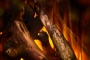 New Forest 1600 with Deluxe Real logs - 1600 мм. Фото 4